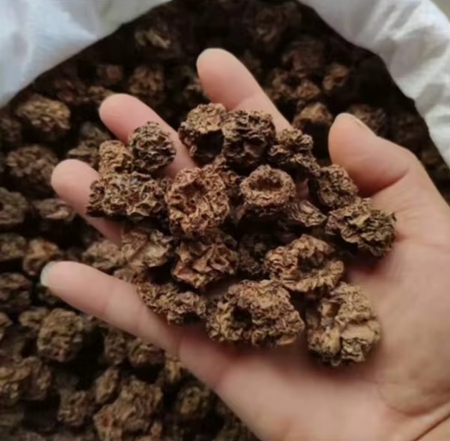 dried silvervine fruit